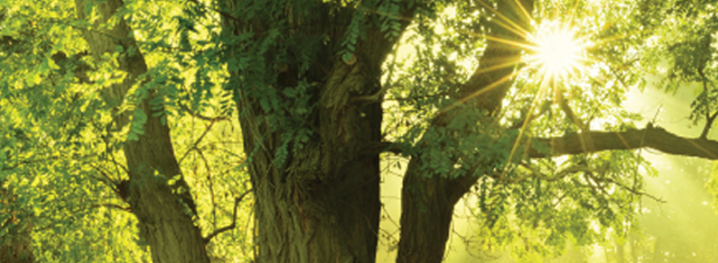 photo of trees and sunlight